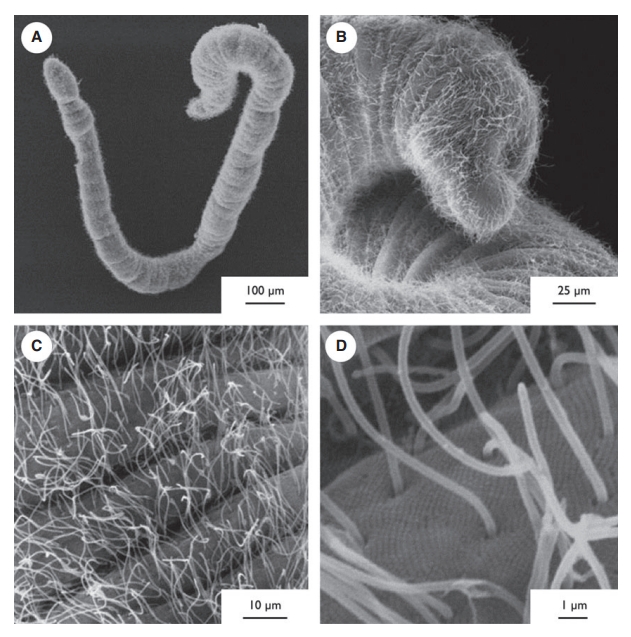  Scanning electron microscope analysis of Haplognathia ruberrima individuals freshly collected from marine mangrove. (A): In low magnification, the entire body surface of the individuals analysed presented this general aspect. (B and C): The general aspect is due to the presence of numerous long filaments individually attached to the body surface of the animal. (D): Higher magnification reveals these filaments to be long cilia that are likely responsible for the gliding movement observed in H. ruberrima ind