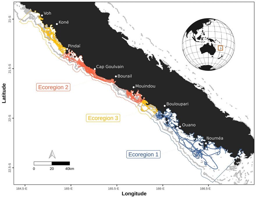 Figure 1  Interpolated dugong GPS tracks recorded in 2012, 2013 and 2019 over the west coast of New Caledonia, South Pacific. The 16 tracks are split in different colors depending on the ecoregion they are in. Ecoregions identified through hierarchical clustering of environmental lagoon characteristics are represented with colored polygons. Ecoregion 3 is divided into two separate parts, one to the north of ecoregion 2 and another in between ecoregion 1 and 2. Land is shown in black and shallow reefs are sh