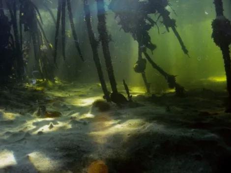 Mats of white benthic filamentous sulfur bacteria between mangrove tree roots (water depth = 1 m)