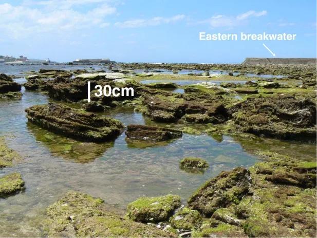Photograph taken on the intertidal domain of the rocky platform (northeast of the bay)